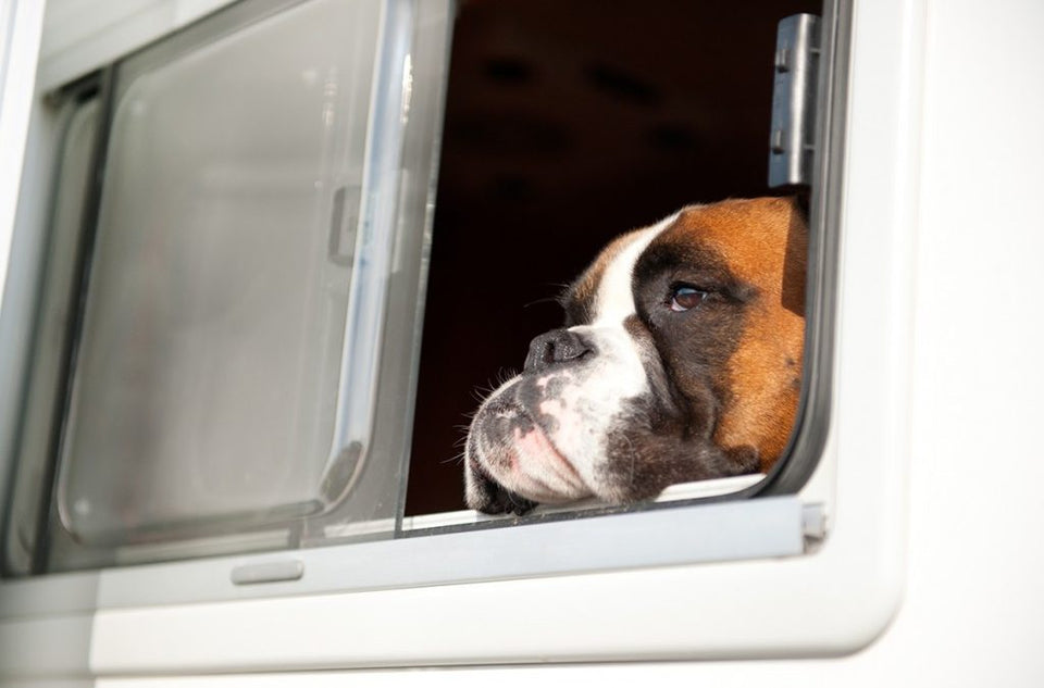 The Good and the Bad of RVing with Pets
